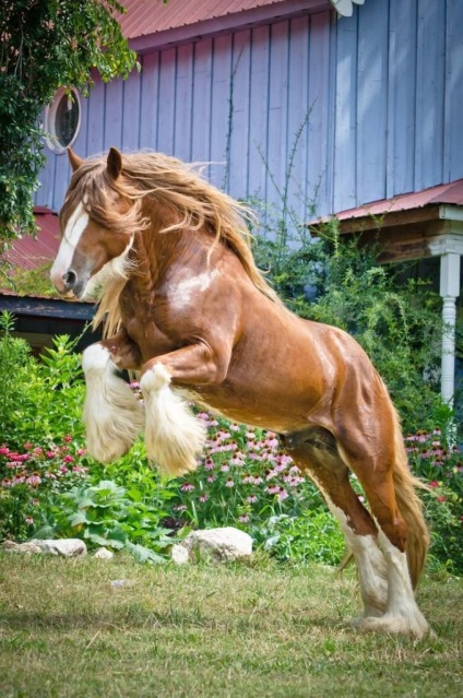 warmblood cal belgian - rasa ideală pentru sport și spectacol (belgian) warmblood cal belgian - rasa ideală pentru sport și spectacol