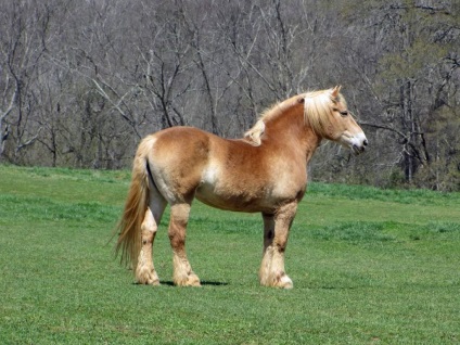 warmblood cal belgian - rasa ideala pentru sport si spectacol (rasa) warmblood cal belgian - rasa ideală pentru sport și spectacol