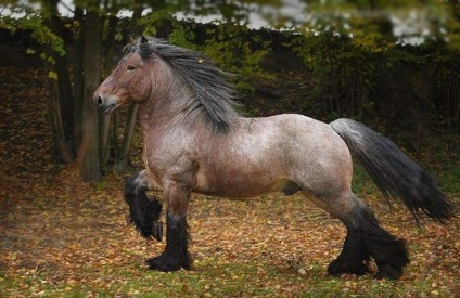 Belgian warmblood cal - rasa ideala pentru sport si spectacol (cu sânge cald) warmblood cal belgian - rasa ideală pentru sport și spectacol