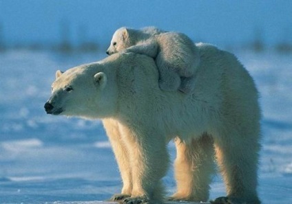 Ursul polar care trăiește, trăiește, mănâncă, cât de mult în greutate, video (Ursul) Ursul polar care trăiește, trăiește, mănâncă, cât de mult în greutate, video