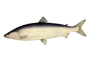 Inconnu - Ce fel de pește în râuri trăiește și cum să se pregătească (Cook) Inconnu - Ce fel de pește în râuri trăiește și cum să gătească