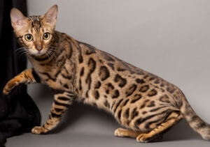 Pisica Bengal, descriere rasa, caracter, îngrijire, comentarii, pret (descriere) Pisica Bengal, descriere rasa, caracter, îngrijire, comentarii, pret