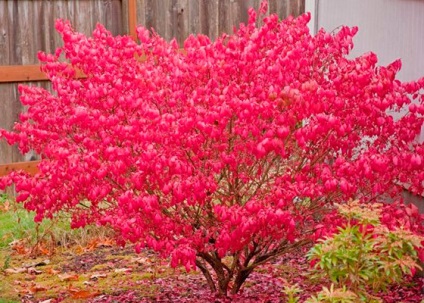 Euonymus european în design peisaj (peisaj) Euonymus european în design peisagistic