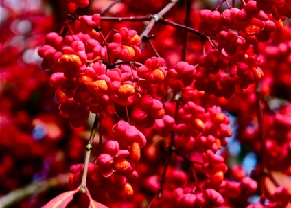 Euonymus european în design peisagistic (proiectare) Euonymus european în design peisagistic