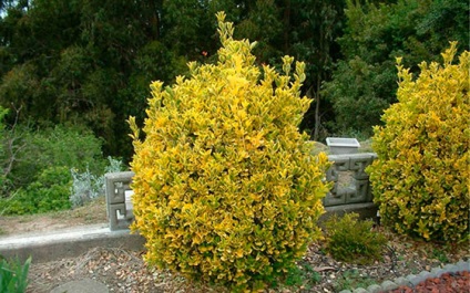 Euonymus european în design peisagistic (proiectare) Euonymus european în design peisagistic