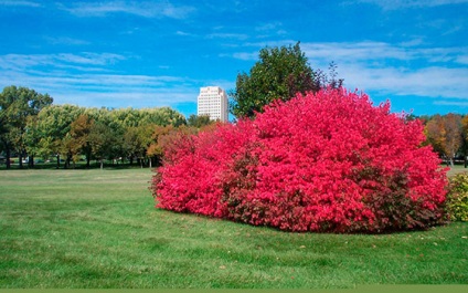 Euonymus european în design peisagistic (design european peisaj) Euonymus european în design peisagistic