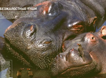 publicare carcasă Ruthless în jurul luminilor () publicare carcasă nemiloasă în jurul luminii