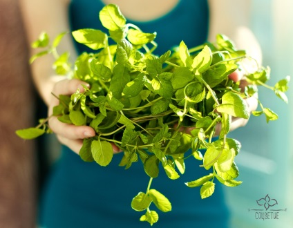 Afaceri cu aroma de menta - jurnalism (menta) Afaceri cu aroma de menta - jurnalism