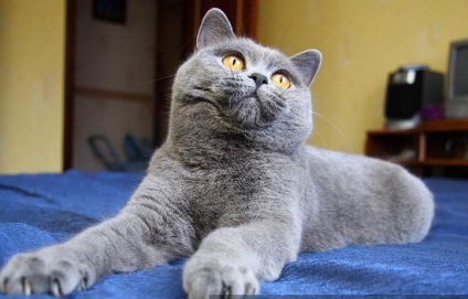 Pisica British Shorthair - rasa regală (rasa British Shorthair) Pisica British Shorthair - rasa regală