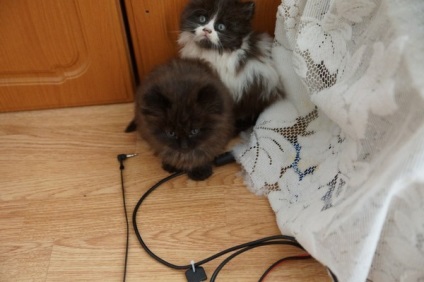 pisoi abandonat ziua de nastere (pisoi) pisoi abandonat ziua de nastere