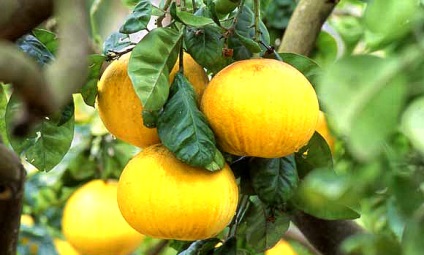 Ceaiul cu bergamot, proprietăți utile (bergamot proprietăți utile) Ceai cu bergamotă, proprietăți utile