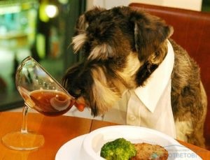 Ce să se hrănească un câine după ce a fost otrăvit pentru recuperare rapidă (intoxicare) Ce să se hrănească un câine după ce a fost otrăvit pentru recuperare rapidă