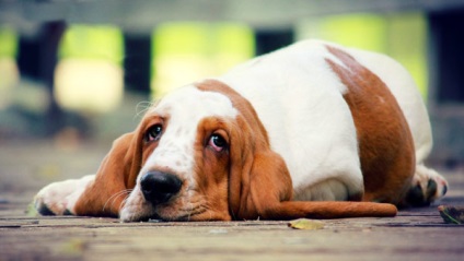 Ce să se hrănească un câine după otrăvire și vărsături, de livrare de droguri si un sfat bun (câine) Ce să se hrănească un câine după otrăvire și vărsături, doza de droguri și sfaturi