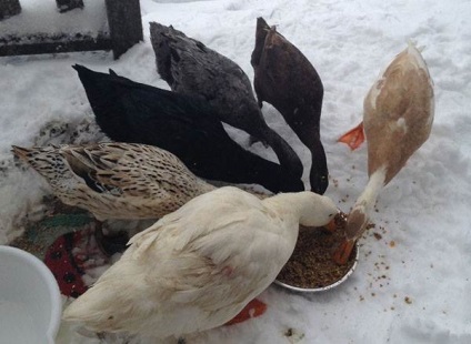 Ce să se hrănească rațele - ei mananca rață, reguli de luare a hranei pentru animale de la domiciliu, de îngrășare și (rață) Ce să se hrănească rațele - ei mananca rață, normele de hrana pentru animale de luare la domiciliu, de îngrășare și