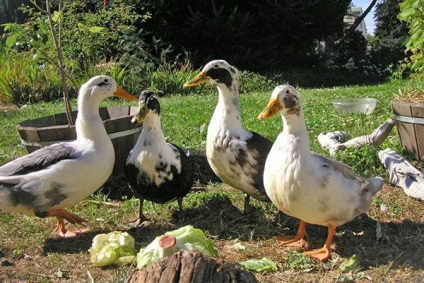 Ce să se hrănească rațele - ei mananca rață, reguli de luare a hranei pentru animale de la domiciliu, de îngrășare și (rațe) Ce să se hrănească rațele - ei mananca rață, normele de hrana pentru animale de luare la domiciliu, de îngrășare și