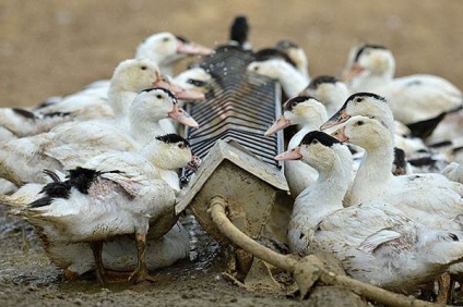Ce să se hrănească rațele - ei mananca rață, normele de hrana pentru animale face la domiciliu, și îngrășarea (hrana pentru animale) Ce să se hrănească rațele - ei mananca rață, normele de hrana pentru animale de luare la domiciliu, de îngrășare și