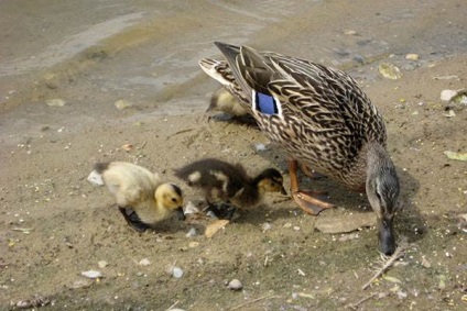 Ce să se hrănească rațele - ei mananca rață, reguli de luare a hranei pentru animale de la domiciliu, de îngrășare și (rațe) Ce să se hrănească rațele - ei mananca rață, normele de hrana pentru animale de luare la domiciliu, de îngrășare și