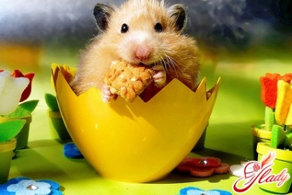 Hamsterul alimentare (hamster) Ce să se hrănească hamster