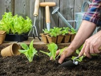 Măsura de îngrășământ, grădinarul (conac) (cutii spicheny găleată de îngrășământ) Grădinarul măsură fertilizator (conac)