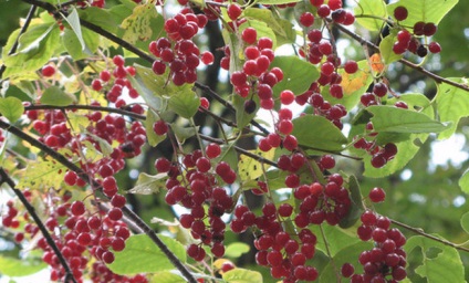 virginiana Prunus (roșu) o descriere, fotografie, cultivare, proprietăți utile