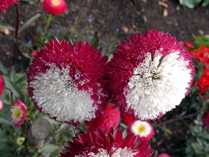 Zilele pentru a urca asters (zile) Zilele pentru a urca asters