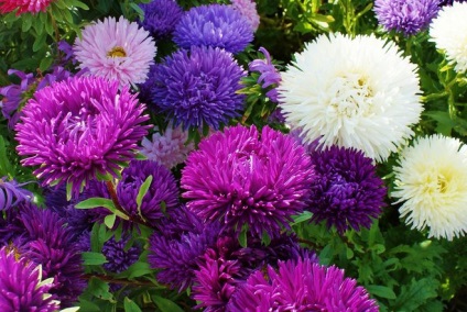 Zilele pentru a urca steliforme (muguri) Zilele pentru a urca asters