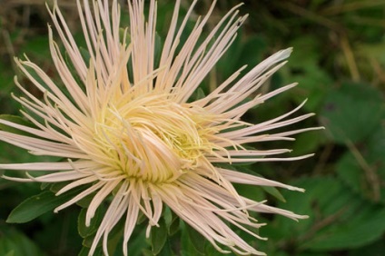 Zilele pentru a urca asters (floricultura) Zilele pentru a urca asters