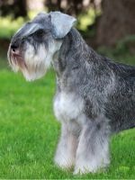 Acanthosis nigricans în Dachshund (taxe) Acanthosis nigricans în Dachshund