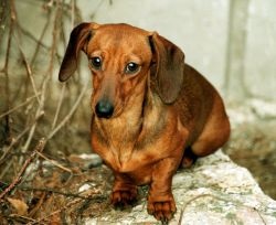 Acanthosis nigricans în Dachshund (câini acantosis nigricans) Acanthosis nigricans în Dachshund