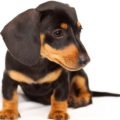 Acanthosis nigricans în Dachshund, decordog (decordog) Acanthosis nigricans în Dachshund, decordog
