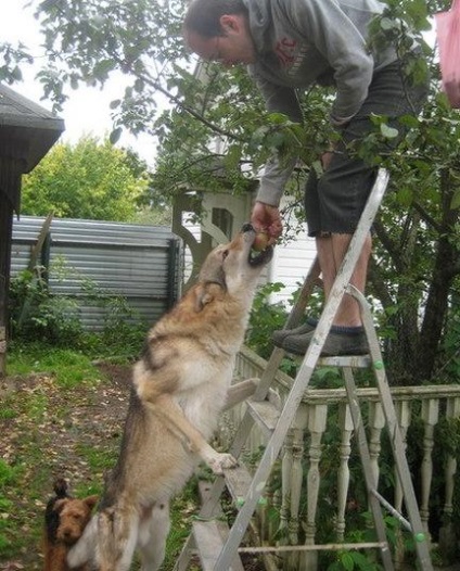 Wolfdog cehoslovac (câini de serviciu) Wolfdog cehoslovac