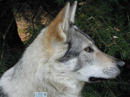 Wolfdog cehoslovac (rasa de câine) Wolfdog cehoslovac