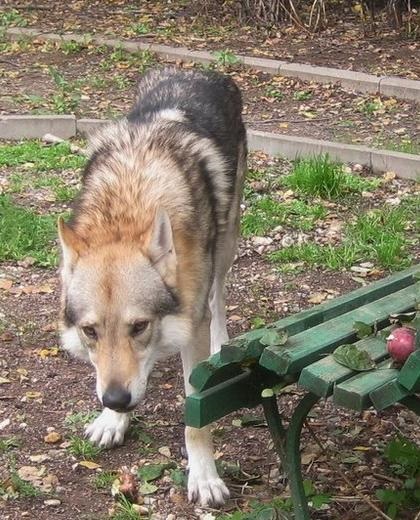 Wolfdog cehoslovac (povești de viață) Wolfdog cehoslovac
