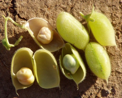 Ce este o tipa cum să facă proprietăți utile, utilizarea germinarea, contraindicații și terci (contraindicații) Ce este o tipa cum să-l facă proprietăți utile, utilizarea germinate, contraindicații și terci