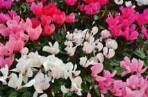 Cyclamen (41 fotografii) soiuri, de întreținere, de plantare la domiciliu, în creștere în ghivece, în calitate de