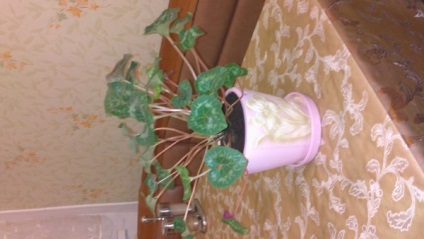 Cyclamen mor! Ajutor! (Cyclamen) Cyclamen mor! Ajutor!