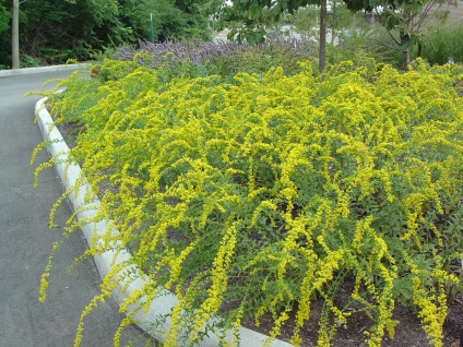 Colidago (splinuta) o descriere a plantei, fotografie, utilizare, plantare, îngrijire (planta Solidago) Colidago (splinuta) o descriere a plantei, fotografie, utilizare, plantare, îngrijire