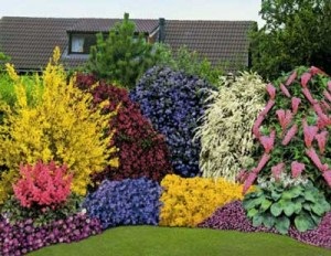 Florărie peisagistică mixbordere stil și grupuri (gradina) Florărie peisagistică mixbordere stil și grupuri
