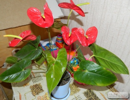 Floare-ca Kallu numai roșu (numai) Floare-ca Kallu numai roșu