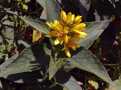 flori Loosestrife - plantare și îngrijire în loosestrife fotografie în aer liber, loosestrife în creștere în grădină (de reproducere) flori Loosestrife - plantare și îngrijire în loosestrife fotografie în aer liber, loosestrife în creștere în grădină