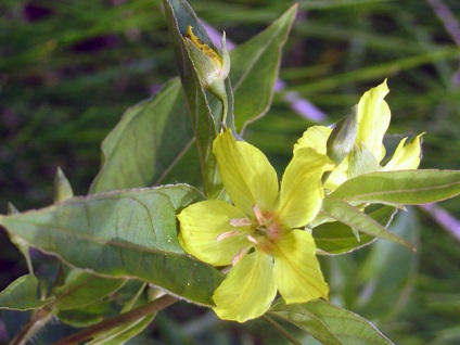 Loosestrife de flori - plantare și îngrijire în loosestrife fotografie în aer liber, loosestrife în creștere în grădină (vizualizări) flori Loosestrife - plantare și îngrijire în loosestrife fotografie în aer liber, loosestrife în creștere în grădină