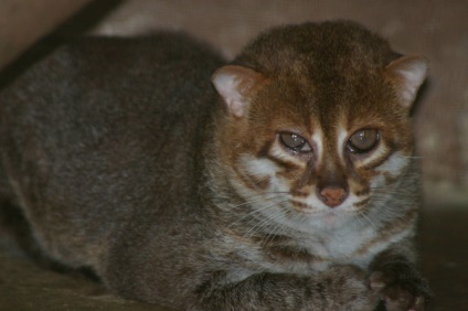 Zece Wildcats uimitoare din care probabil că nu ați auzit