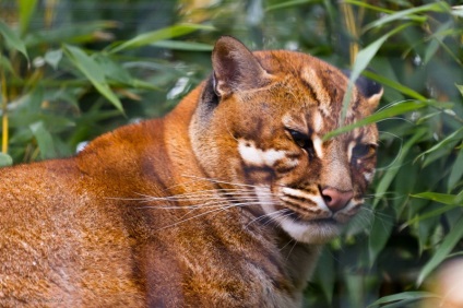 Zece Wildcats uimitoare din care probabil că nu ați auzit