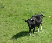 vacă Acasă (bovine) vacă Acasă