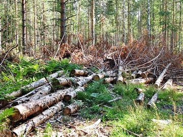 Probleme ecologice din România și care sunt modalitățile de a le rezolva (acolo) Probleme ecologice din România și care sunt modalitățile de a le rezolva