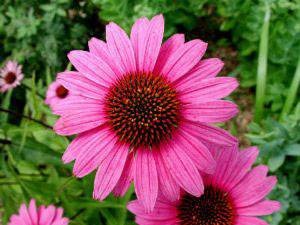 Echinacea - un instrument puternic pentru a consolida sistemul imunitar la copii și adulți, proprietățile benefice (Echinaceea) Echinacea - un instrument puternic pentru a consolida sistemul imunitar la copii și adulți, proprietăți utile