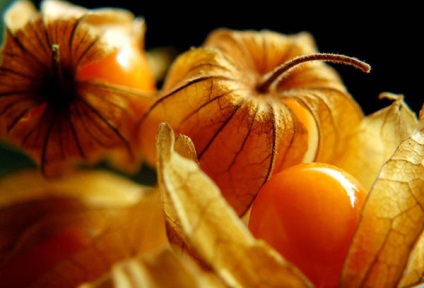 Physalis proprietăți și aplicații utile (metode) Physalis proprietăți și aplicații utile