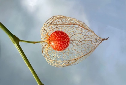 Physalis proprietăți și aplicații utile (utile) Physalis proprietăți și aplicații utile