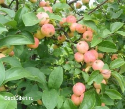Fotografii de meri în 2013 - Gardens din Siberia (2013) Fotografii de meri în 2013 - Gardens din Siberia