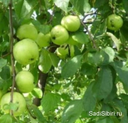 Fotografii de meri în 2013 - Gardens din Siberia (ani) Fotografii de meri în 2013 - Gardens din Siberia
